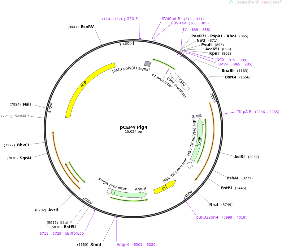 pCEP4 Pig4质粒图谱